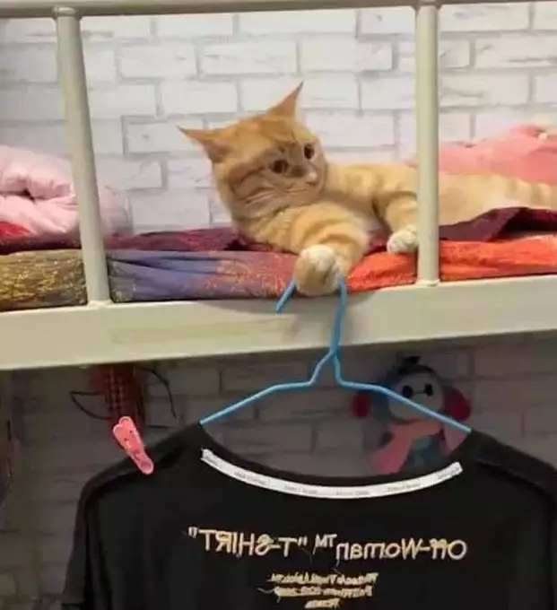 kucing bantu manusia © berbagai sumber kucing bantu manusia © berbagai sumber
