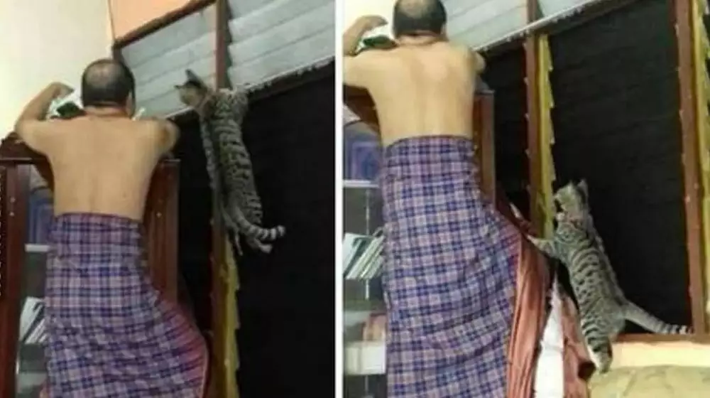 kucing bantu manusia © berbagai sumber kucing bantu manusia © berbagai sumber
