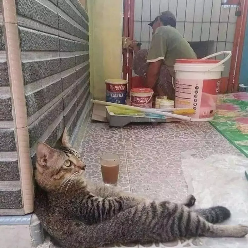 kucing bantu manusia © berbagai sumber kucing bantu manusia © berbagai sumber