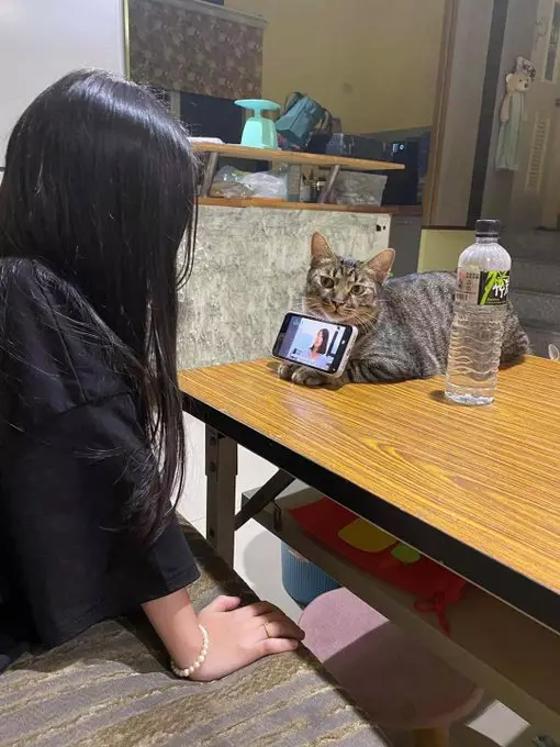 kucing bantu manusia © berbagai sumber kucing bantu manusia © berbagai sumber