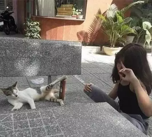 kucing bantu manusia © berbagai sumber kucing bantu manusia © berbagai sumber