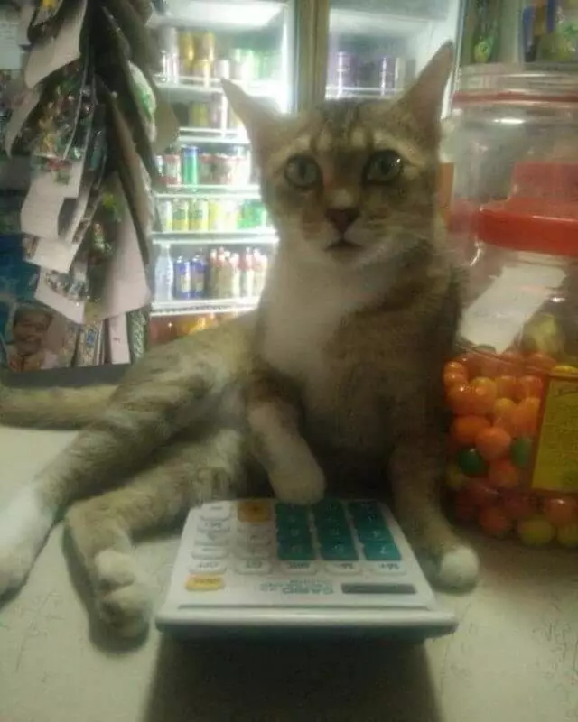 kucing bantu manusia © berbagai sumber kucing bantu manusia © berbagai sumber