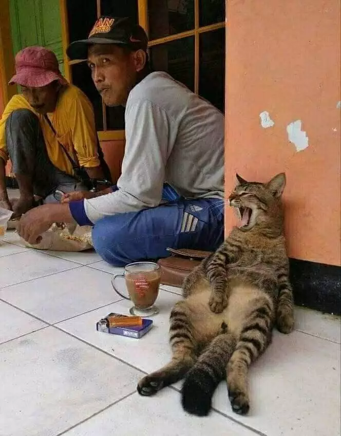 kucing bantu manusia © berbagai sumber kucing bantu manusia © berbagai sumber