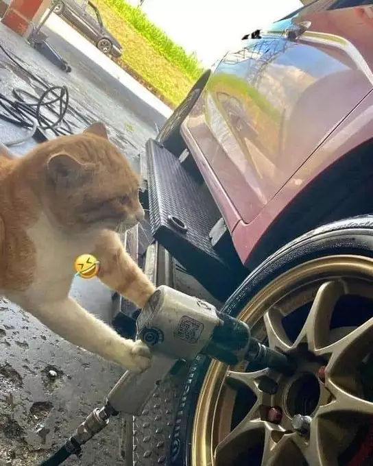 kucing bantu manusia © berbagai sumber kucing bantu manusia © berbagai sumber