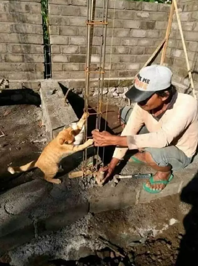 kucing bantu manusia © berbagai sumber kucing bantu manusia © berbagai sumber