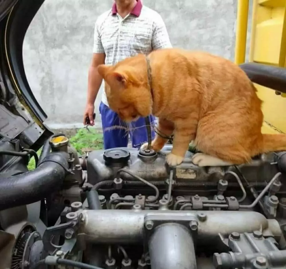 kucing bantu manusia © berbagai sumber kucing bantu manusia © berbagai sumber