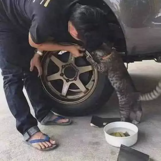 kucing bantu manusia © berbagai sumber kucing bantu manusia © berbagai sumber