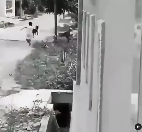 11 Momen orang dikejar hewan, ambil anak ayamnya diuber induknya berbagai sumber 11 Momen orang dikejar hewan, ambil anak ayamnya diuber induknya berbagai sumber