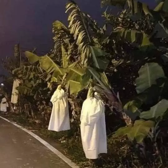 cara buat amankan pohon pisang lucu © 1cak.com