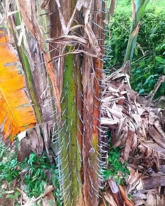 cara buat amankan pohon pisang lucu © 1cak.com