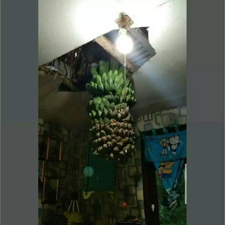 cara buat amankan pohon pisang lucu © 1cak.com