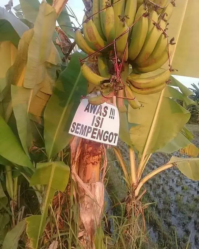 cara buat amankan pohon pisang lucu © 1cak.com