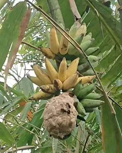 cara buat amankan pohon pisang lucu © 1cak.com