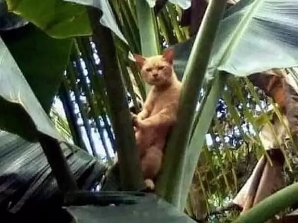 cara buat amankan pohon pisang lucu © 1cak.com