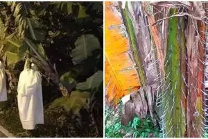 11 Cara nyeleneh amankan pohon pisang, idenya bikin yang lihat kaget