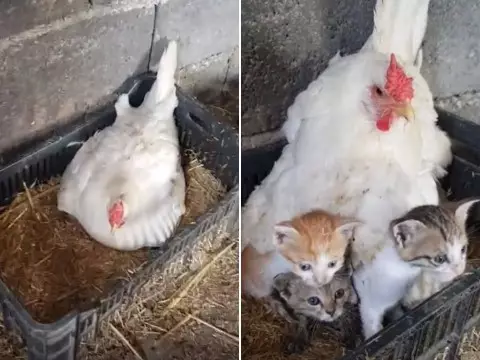 hewan salah induk © berbagai sumber