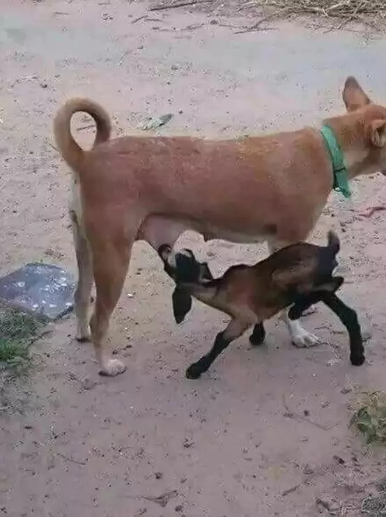 hewan salah induk © berbagai sumber