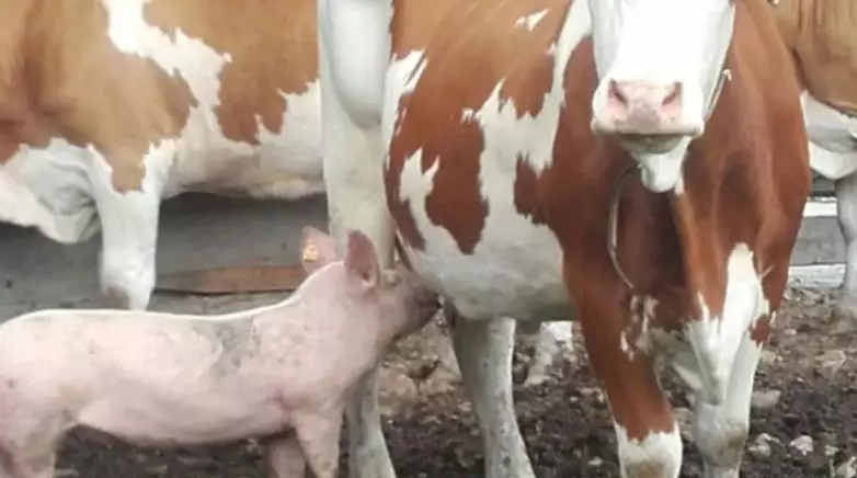 hewan salah induk © berbagai sumber