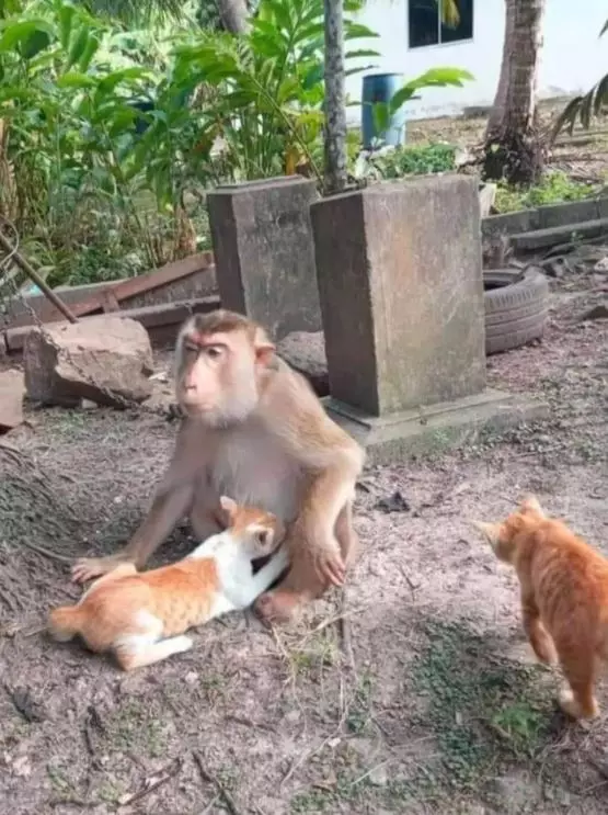 hewan salah induk © berbagai sumber