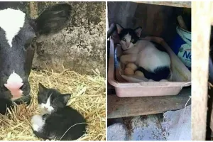 11 Potret lucu hewan salah induk ini aksinya bikin tepuk jidat