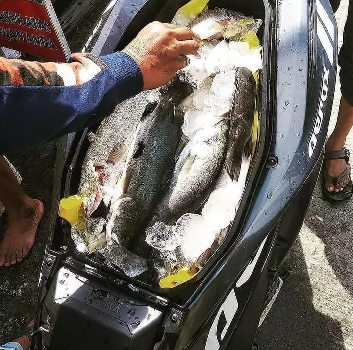 Penampakan hewan di kendaraan ojek online berbagai sumber