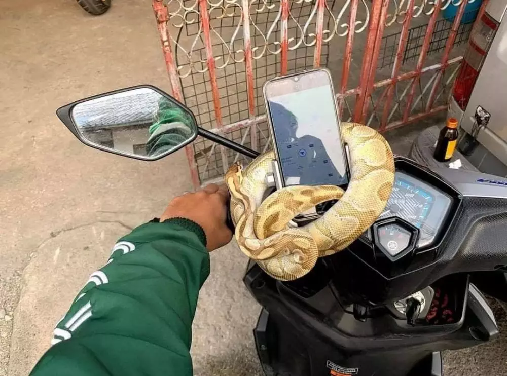 Penampakan hewan di kendaraan ojek online berbagai sumber