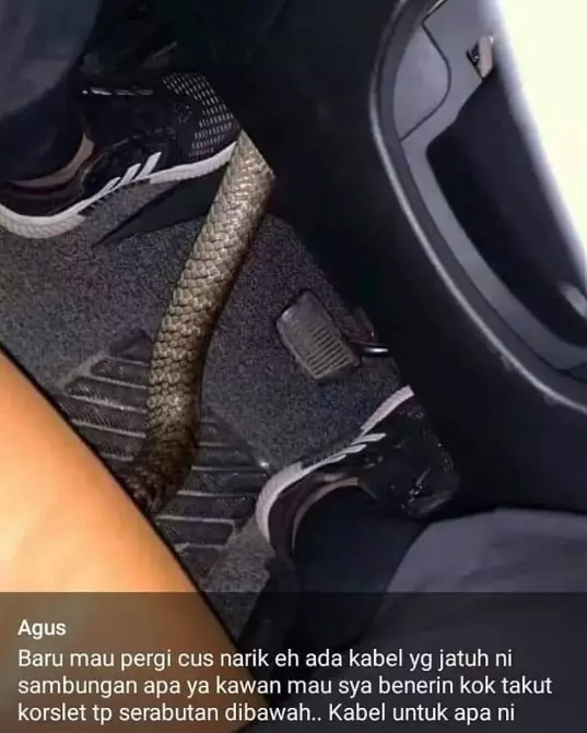 Penampakan hewan di kendaraan ojek online berbagai sumber