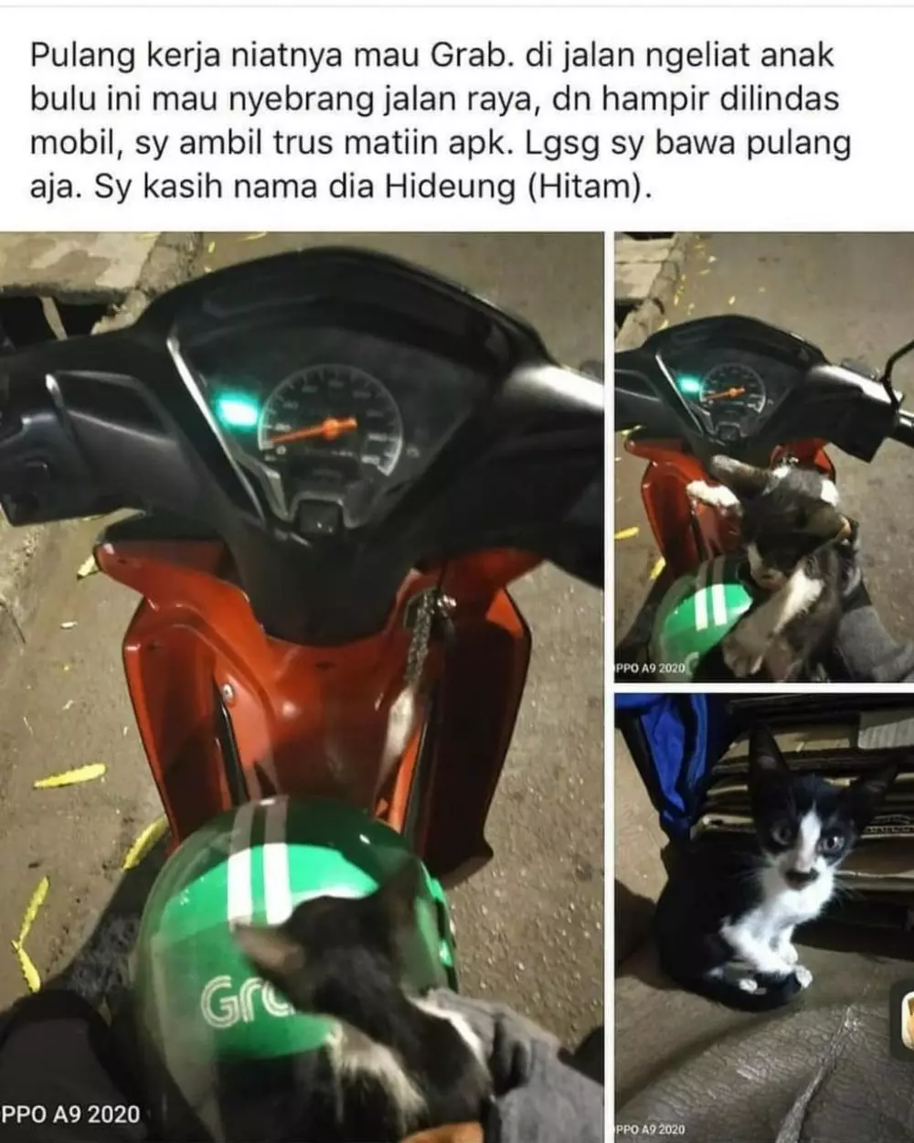 Penampakan hewan di kendaraan ojek online berbagai sumber