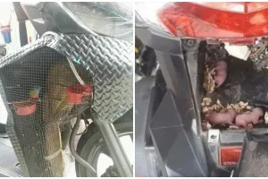 11 Penampakan hewan di kendaraan ojek online, ayam sampai anak tikus