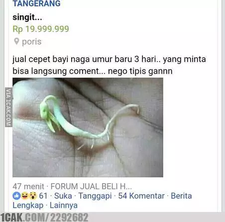 status lucu jualan di facebook © berbagai sumber