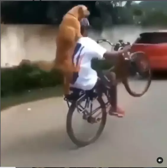 Momen lucu saat gowes istimewa