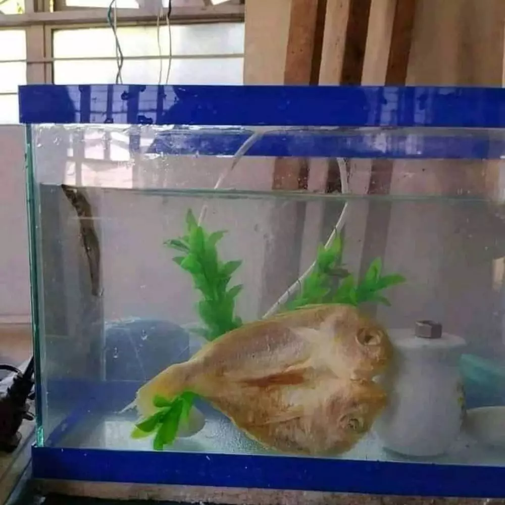 orang menyimpan makanan ada-ada saja © Instagram