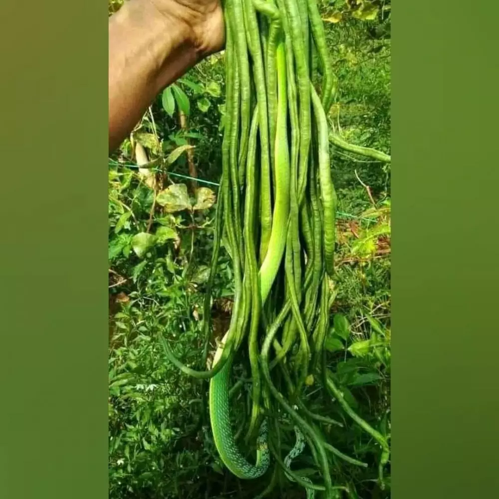 penampakan bahan masak nyeleneh pol © Instagram penampakan bahan masak nyeleneh pol © Instagram