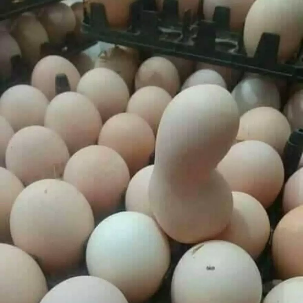 penampakan bahan masak nyeleneh pol © Instagram penampakan bahan masak nyeleneh pol © Instagram