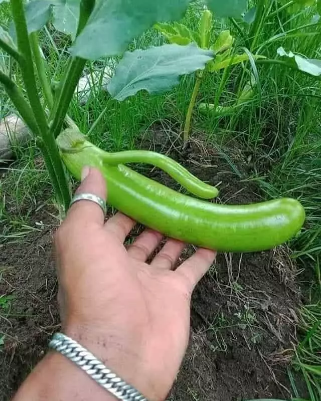 penampakan bahan masak nyeleneh pol © Instagram penampakan bahan masak nyeleneh pol © Instagram