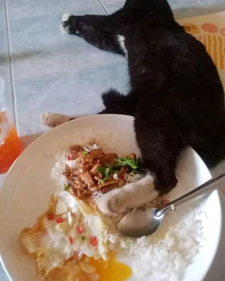 nyaris apes waktu mau makan ngeselin © Instagram nyaris apes waktu mau makan ngeselin © Instagram