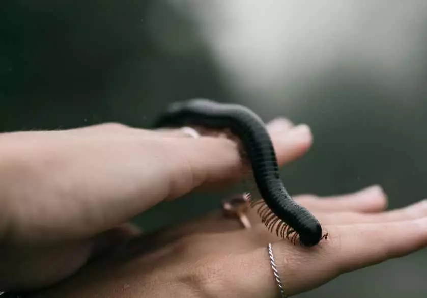 Arti mimpi kelabang © 2022 brilio.net