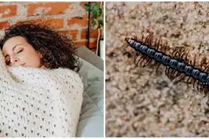 9 Arti mimpi tentang kelabang, harus perbanyak introspeksi diri