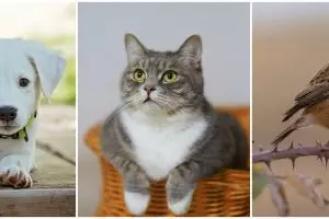 Ini arti kepribadianmu berdasarkan hewan yang kamu pelihara