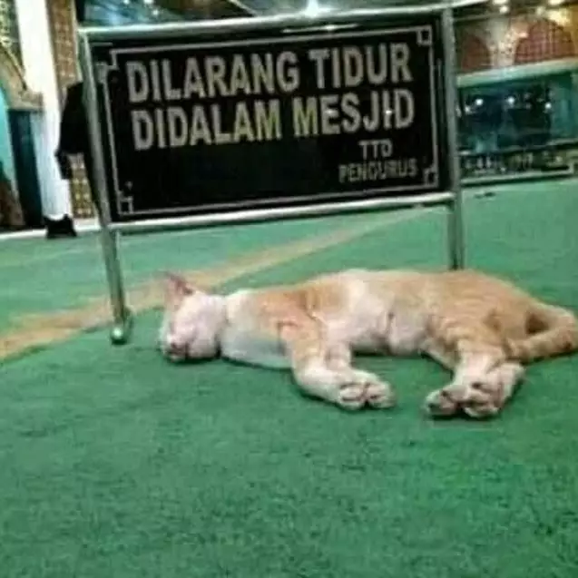 kelakuan absurd melanggar aturan © berbagai sumber