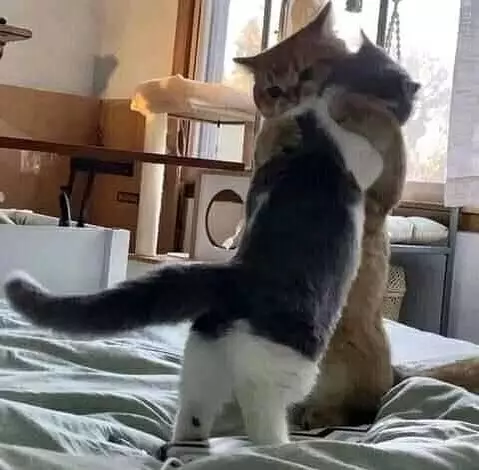 potret kocak tingkah laku hewan  © 2022 berbagai sumber