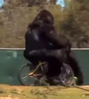 potret kocak tingkah laku hewan  © 2022 berbagai sumber