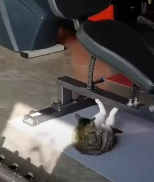 potret kocak tingkah laku hewan  © 2022 berbagai sumber