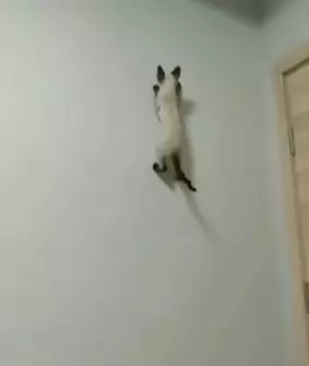 potret kocak tingkah laku hewan  © 2022 berbagai sumber