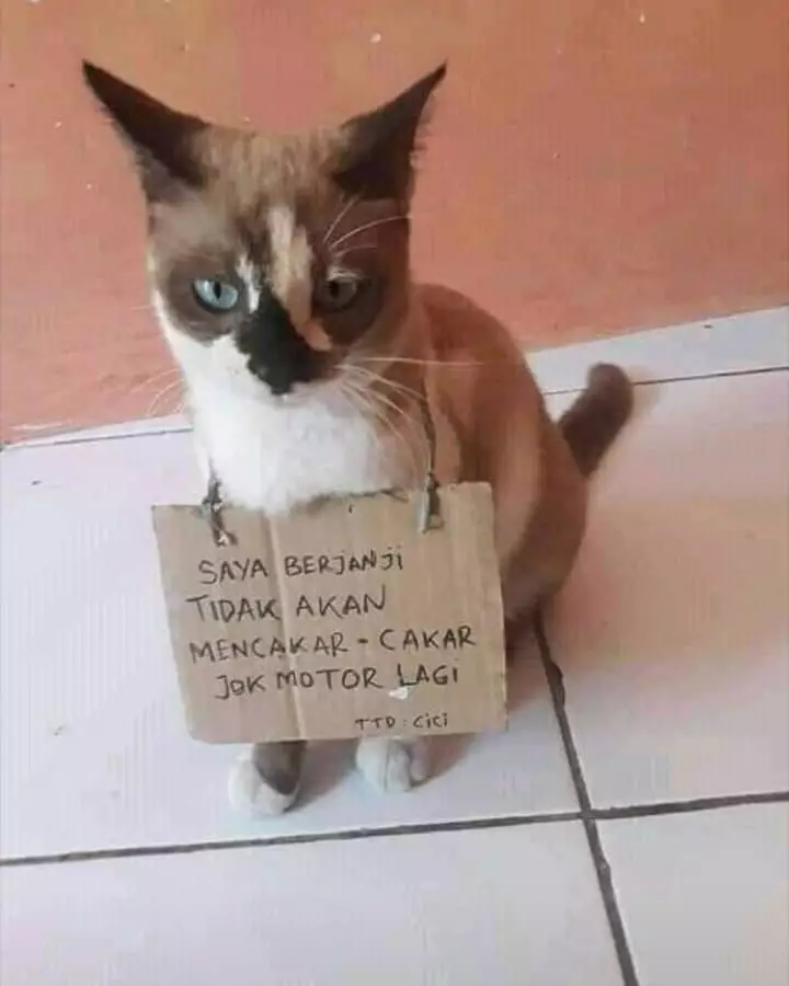 peringatan absurd untuk kucing © berbagai sumber