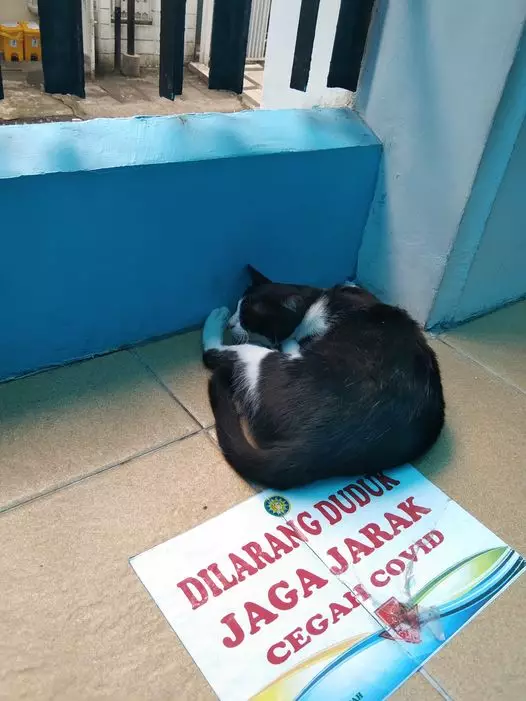 peringatan absurd untuk kucing © berbagai sumber