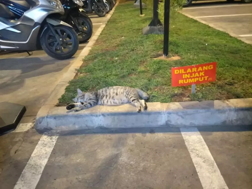 peringatan absurd untuk kucing © berbagai sumber