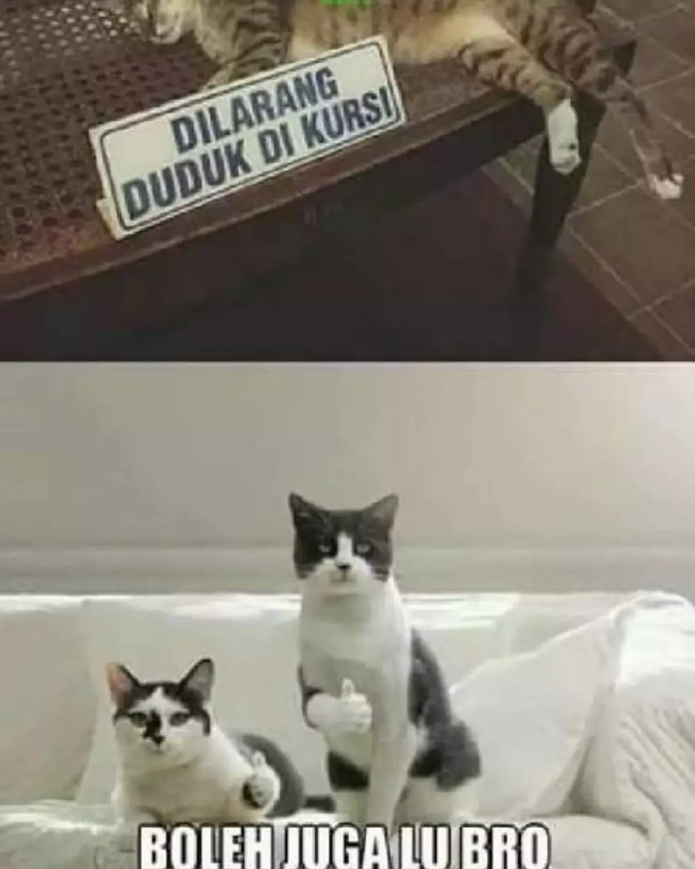 peringatan absurd untuk kucing © berbagai sumber