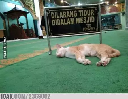 peringatan absurd untuk kucing © berbagai sumber