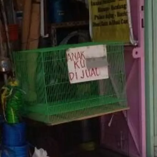 peringatan absurd untuk kucing © berbagai sumber